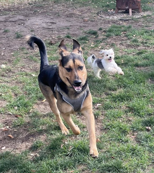 JAGGER - German Shepherd Dog available for adoption