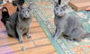 Cecil & Eli - Photo 1