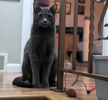CECIL & ELI - Domestic Short Hair available for adoption