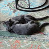 Cecil & Eli - Photo 4