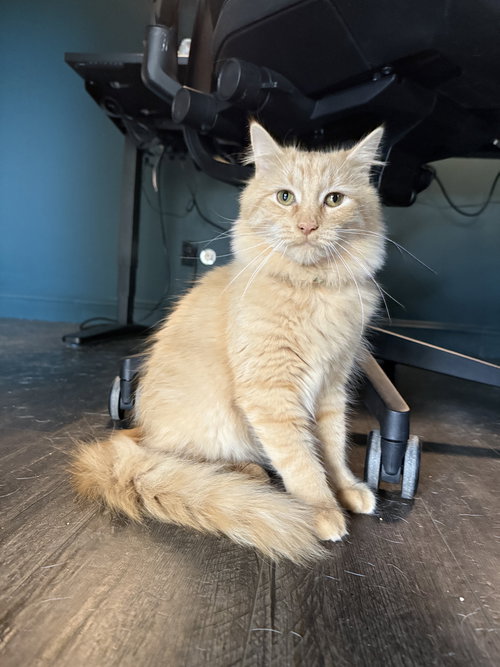 OLLIE & OSCAR - Domestic Short Hair available for adoption