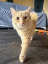 Ollie & Oscar - Photo 2