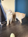 Ollie & Oscar - Photo 3