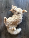 Ollie & Oscar - Photo 4