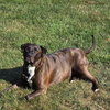 Xander - Photo 2