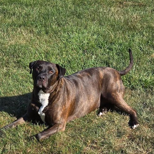 XANDER - Pit Bull Terrier available for adoption