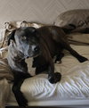 Xander - Photo 3
