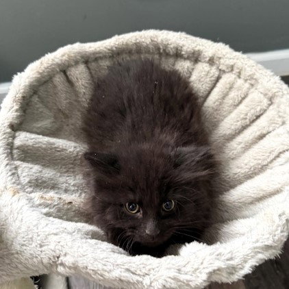 picture of the cat needing adoption