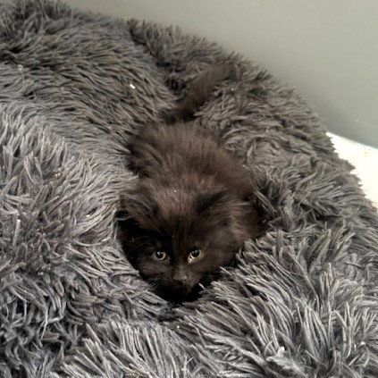 picture of the cat needing adoption