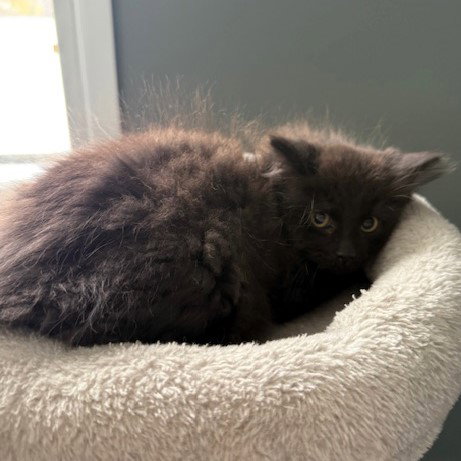 picture of the cat needing adoption