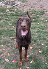 Clifford - Photo 1