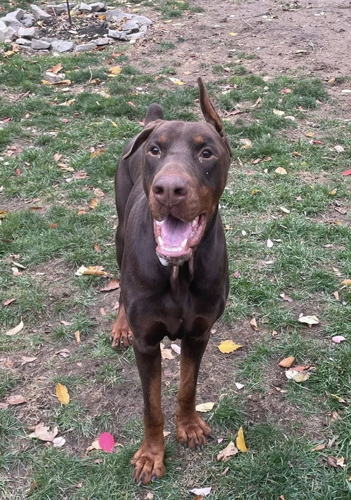picture of the dog needing adoption