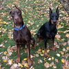 Clifford - Photo 2