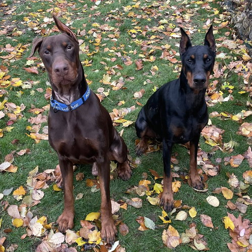 CLIFFORD - Doberman Pinscher available for adoption