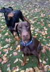 Clifford - Photo 3