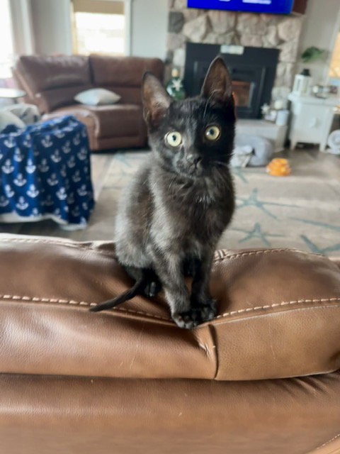 SHADOW - Domestic Short Hair available for adoption