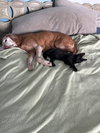 Shadow - Photo 4