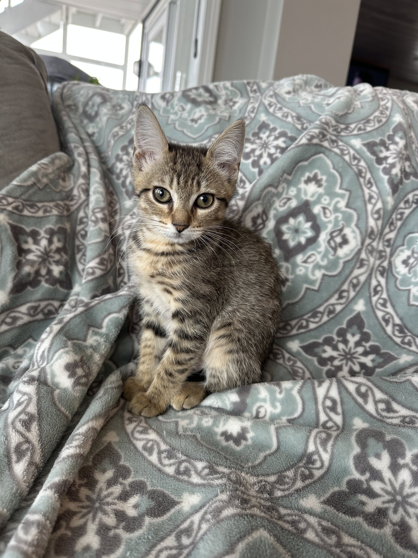 Tiger Image