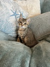 Tiger - Photo 2
