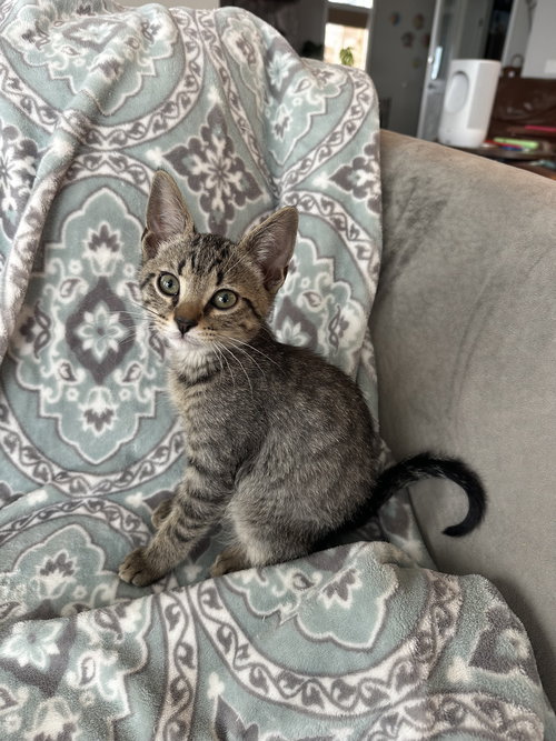 CLEO - Domestic Short Hair available for adoption