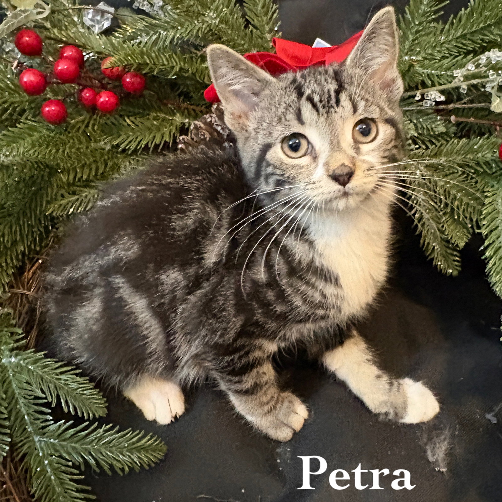 Petra Image