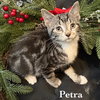 Petra - Photo 1
