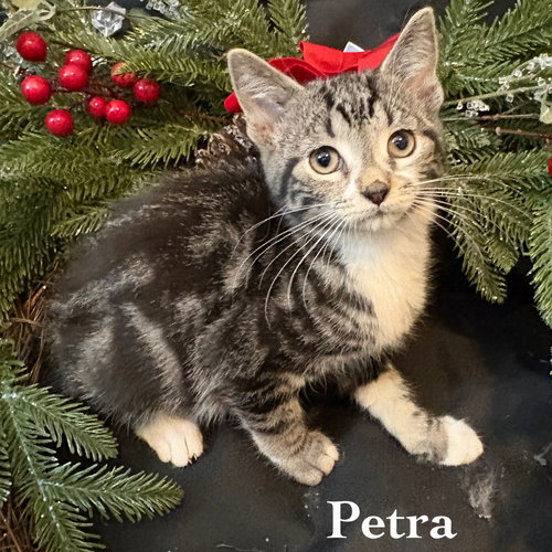 picture of the cat needing adoption