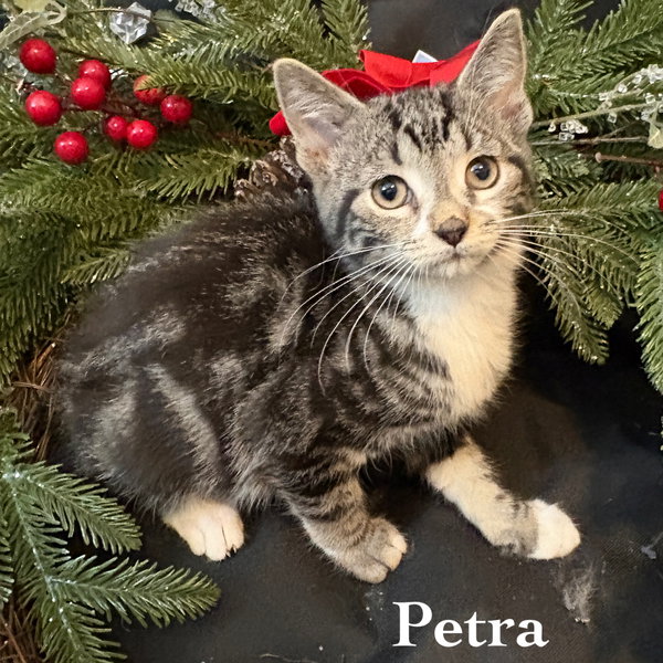 Petra