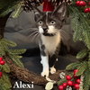Alexi - Photo 1