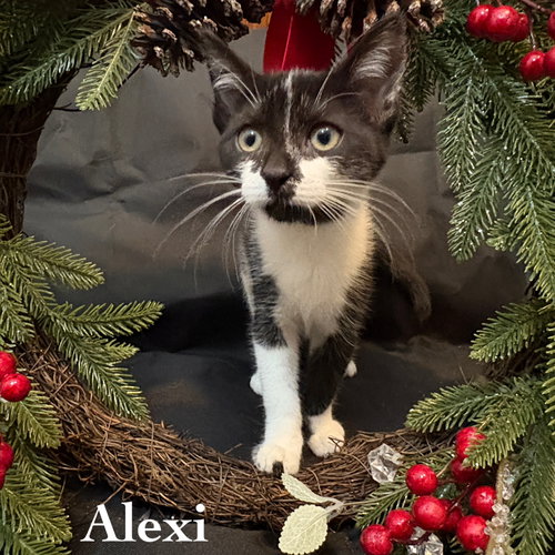 picture of the cat needing adoption