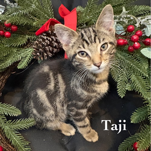 picture of the cat needing adoption