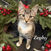 Zephy - Photo 1