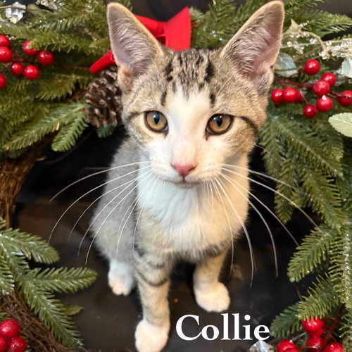 picture of the cat needing adoption