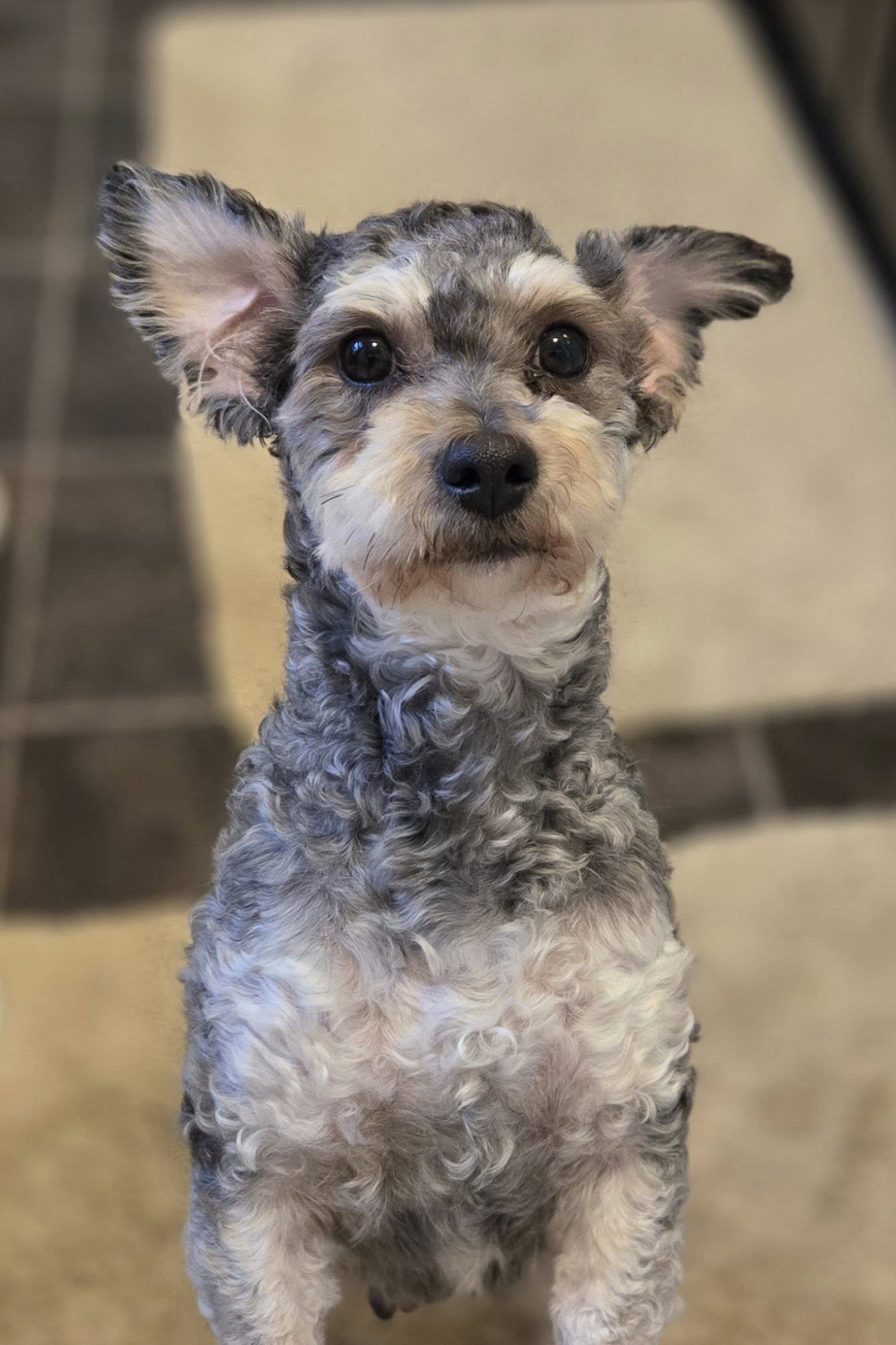 Tillie Image