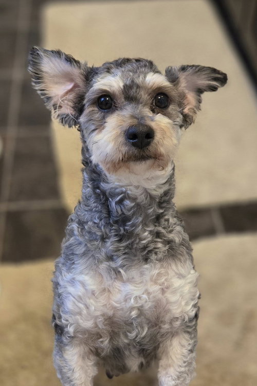 TILLIE - Schnauzer available for adoption