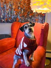 Tillie - Photo 2