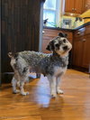 Tillie - Photo 4