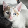 Smokey - Photo 3
