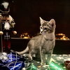 Silver - Photo 1