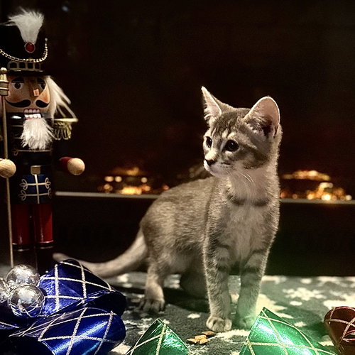 SILVER - Domestic Short Hair available for adoption