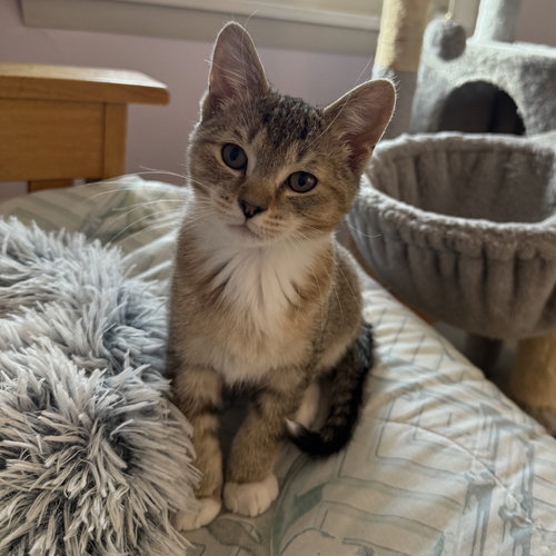 NICKEL - Domestic Short Hair available for adoption