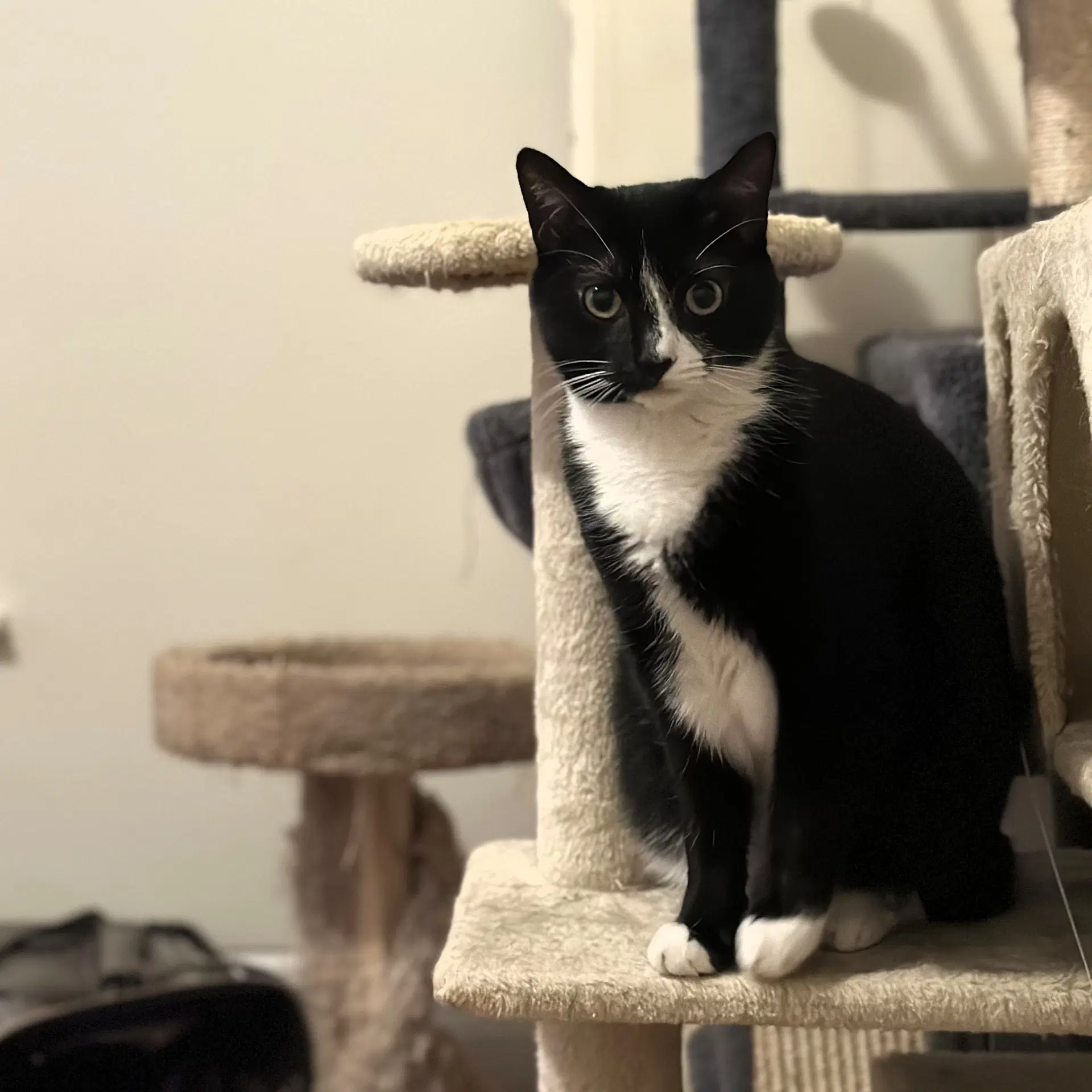 Phantom - Domestic Short Hair