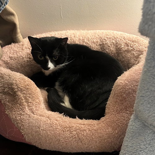 PHANTOM - Domestic Short Hair available for adoption
