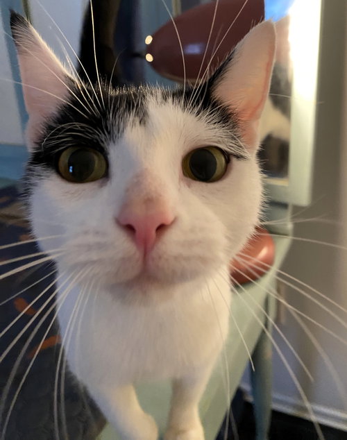 picture of the cat needing adoption