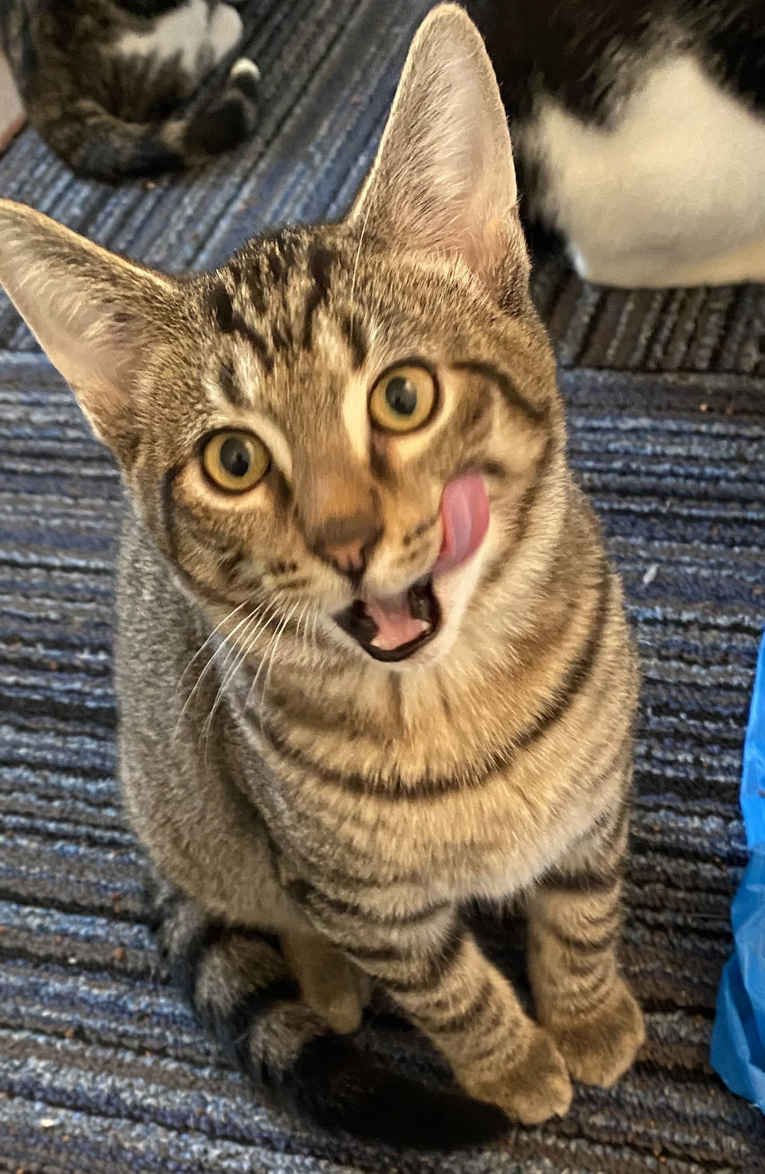 Muggsy Image