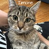 Timone - Photo 1
