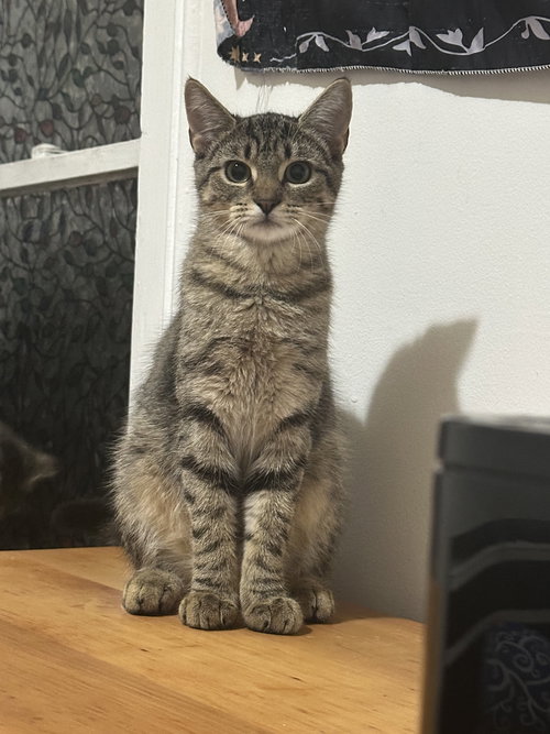 TIMONE - Domestic Short Hair available for adoption
