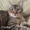 Pumba - Photo 1