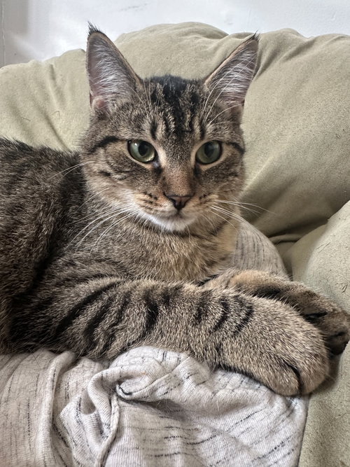 PUMBA - Domestic Short Hair available for adoption