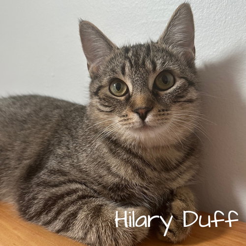 HILLARY DUFF - Domestic Short Hair available for adoption